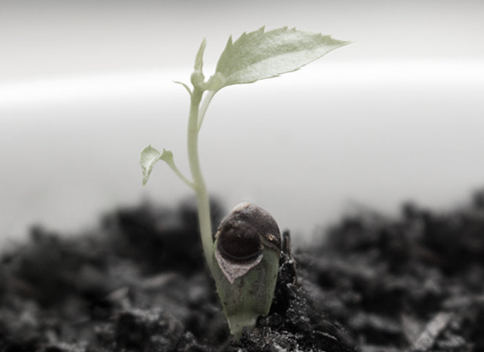 Fertility Isn’t Just About Conception: How Nurturing Your Reproductive Health Boosts Energy, Mood, and Mental Clarity