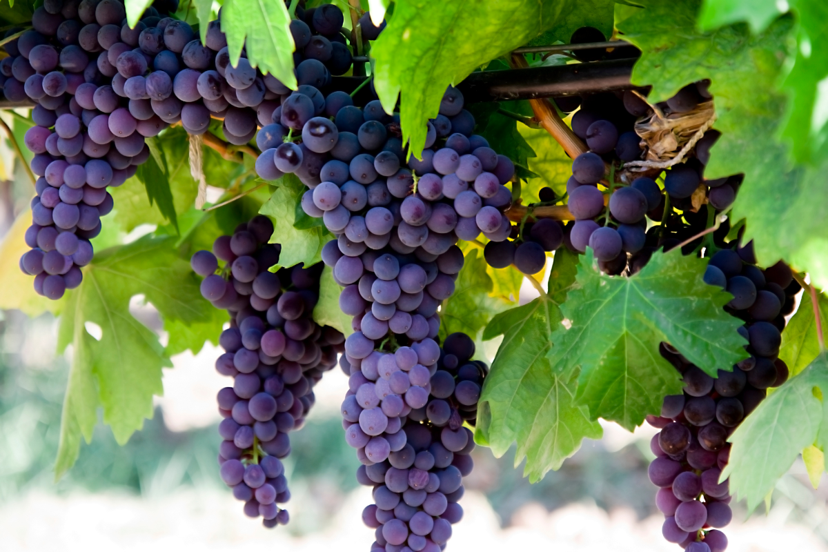 How Grape Seed Extract Safeguards Blood Vessel Health