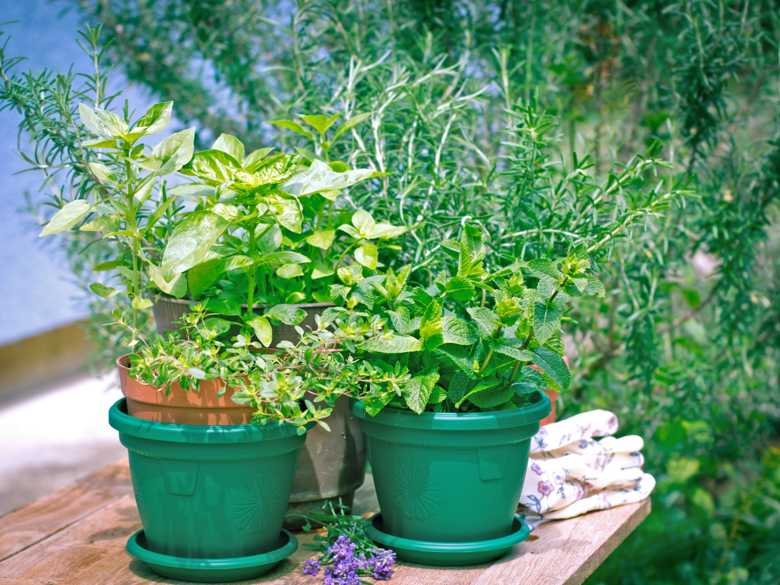 4 Great Reasons to Grow Fresh Herbs