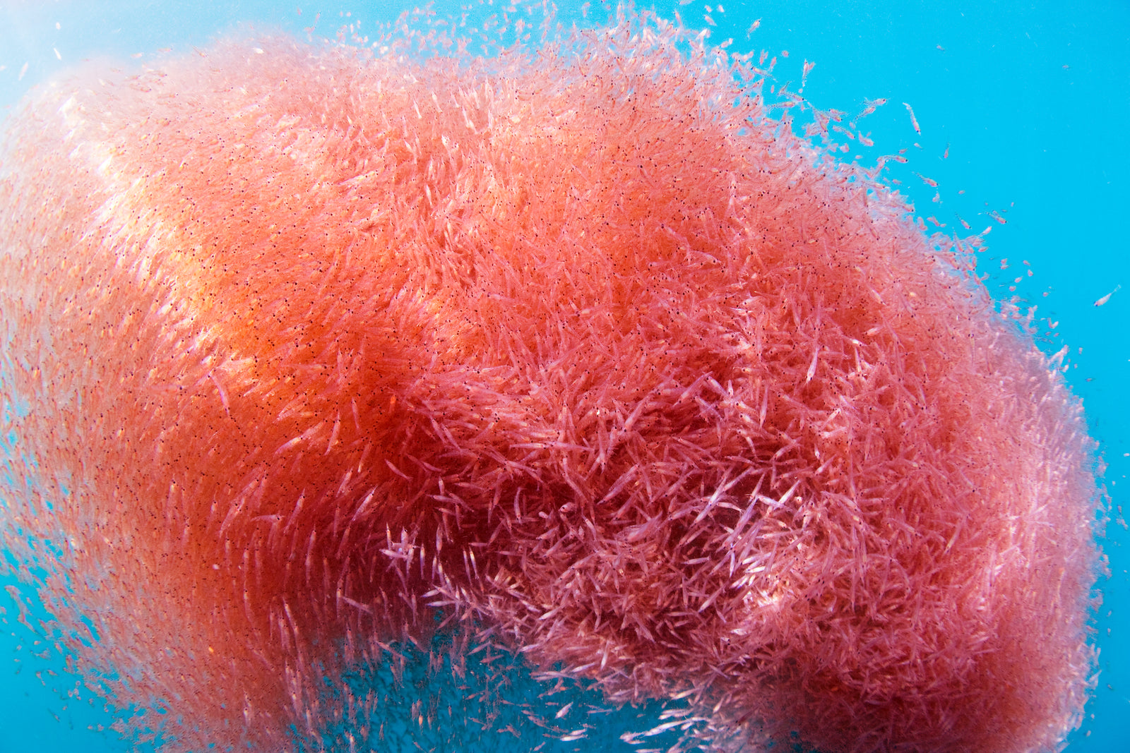 9 Things We Like about the Sustainability of Krill Oil Endurance