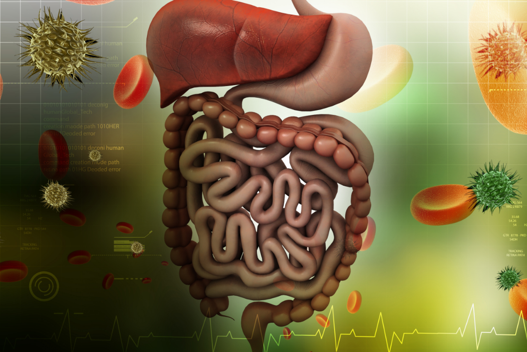 How Sustained-Release Technology Mimics Digestion